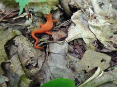 Salamander blog
